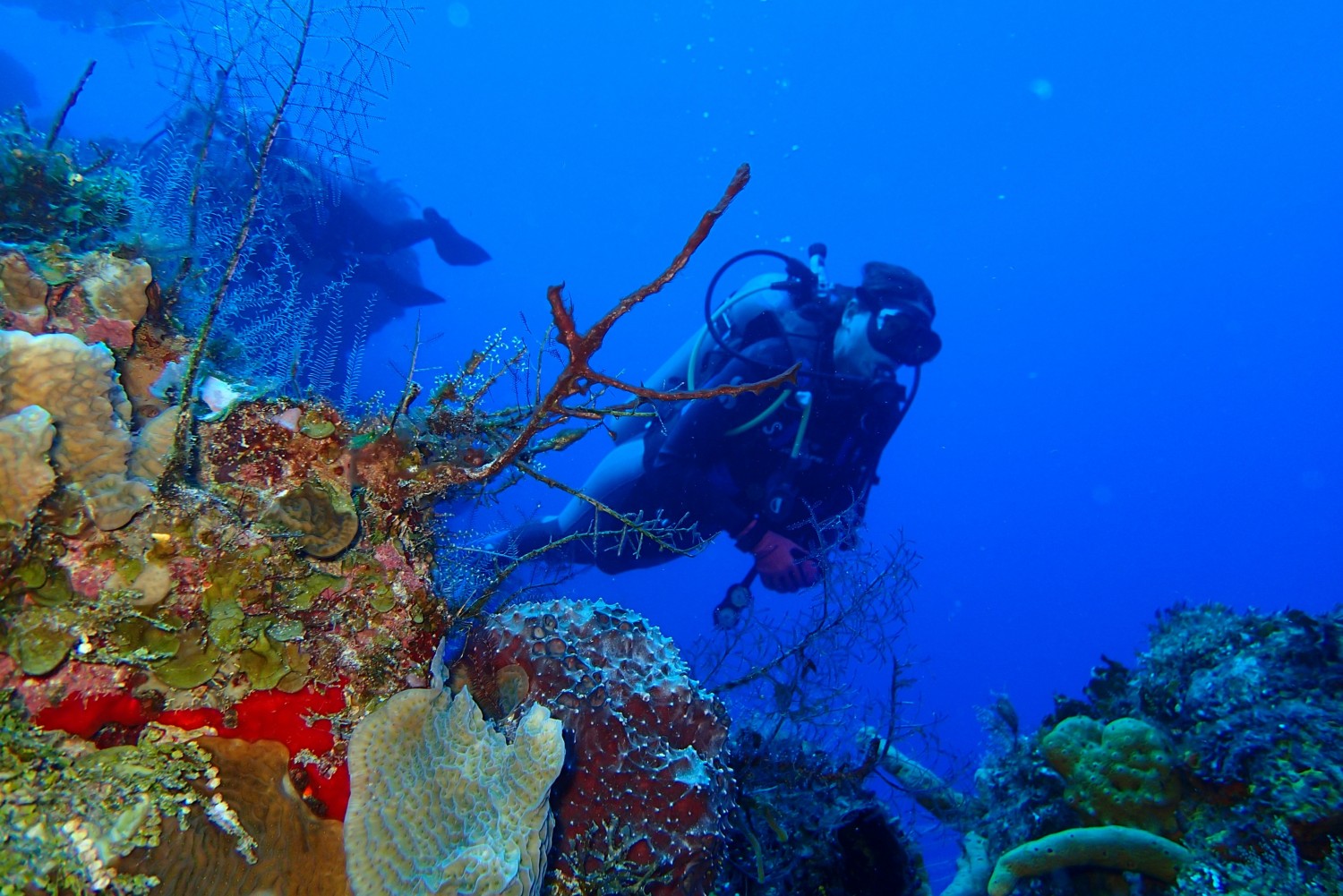 Diving in Cozumel - Custom Diving Experience - Dive With Cristina