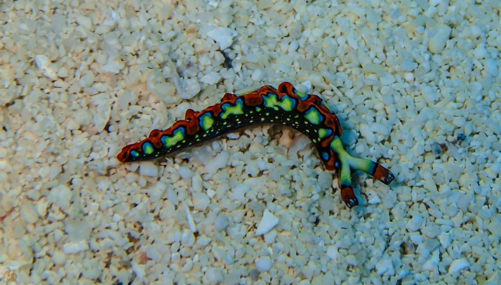 Small colorful sea creature