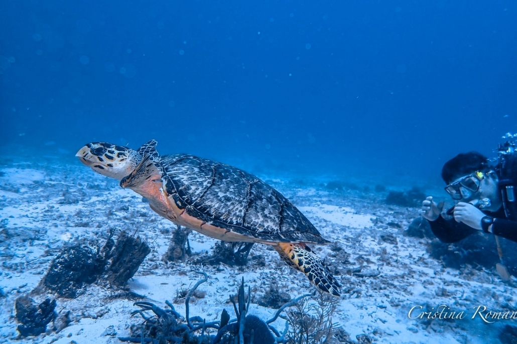 Dive with Cristina Scuba in Cozumel Open Water Certification