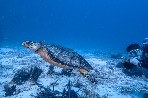 certification cozumel