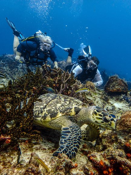 Divers with sea turtle at Cozumel reef